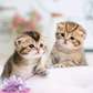 Affectionate British shorthair kittens.