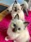 Ragdoll kittens for adoption.