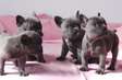 French Bulldog puppies For sale