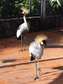 Crested cranes For Sale