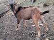 5 months old purebred Male goat