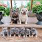 French Bulldog puppies Foe Sale