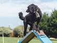 Dog Training Westlands /Spring Valley/ Riverside/ Ridgeways
