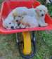 Gorgeous  golden retriever puppies