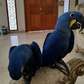 Hyacinth Macaw parrots for sale