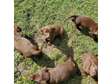 Chocolate Labrador puppies available for Sale