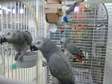 African Grey parrots available now.
