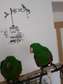 Hand reared eclectus parrot male and female