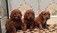 Cockapoo puppies  for sale.