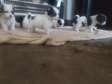 Lhasa apso terrier puppies