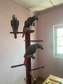 African Grey Parrots for sale.