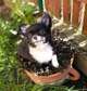 Chihuahua puppies for adoption