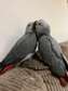 baby African greys sale silly tame and handreared