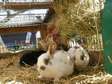 Male and Female Rabbits for sale.