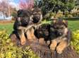 High quality German Shepherd puppies for sale.