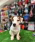 Jack Russell Terrier