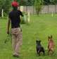 Best Dog Trainers & Behaviour Specialists In Nairobi Kenya