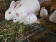Ruby eyed white Bunnies