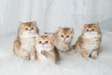 Golden British Shorthair kittens available now.