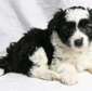 Mini Australian shepherd