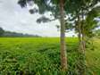 12 Acres Prime Land For Sale In Tigoni - Riara Ridge