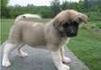 Cute Akita puppies for sale