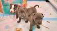 Cute English Bulldog Puppies For Adoption