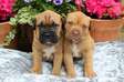 Bullmastiff puppies for adoption