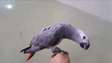 Hand tame African grey Congo for sale