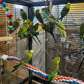 Parrots For sale  |  Parrots For Sale in Gulf Countries