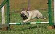 Dog Obedience Training-Private Dog Training Lessons