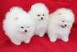 Pomeranian puppies are ready for new homes