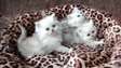 Chinchilla Persian kittens for adoption.