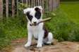 Border Collies Puppies for sale.