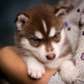 Affectionate Siberian husky puppies