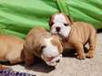 English Bulldog Puppies for adoption.