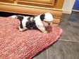 Sweet Shih Tzu Puppies For Sale