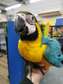 Super friendly Blue and gold macaw baby