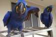 Hyacinth Macaw parrots for adoption.