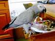african grey parrot for sale