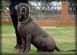 Home Dog Training-DOG TRAINING CLASSES In NAIROBI
