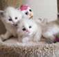 Ragdoll kittens for sale/Ragdoll kittens/
