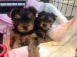 Lovely Yorkies puppies for sale