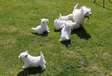 West Highland Terrier Puppies available now