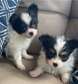 Papillon puppies ready for their new home.