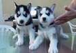 Male and Female SIBERIAN HUSKY PUPPIES AVAILABLE FOR SALE