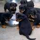 Rottweiler Puppies for Sale near me