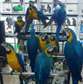 Beautiful Sweet Blue And Gold Macaw parrots ready now.