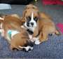 Cute Boxer Puppies