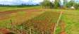 0.125 ac Residential Land at Mugutha-Murera